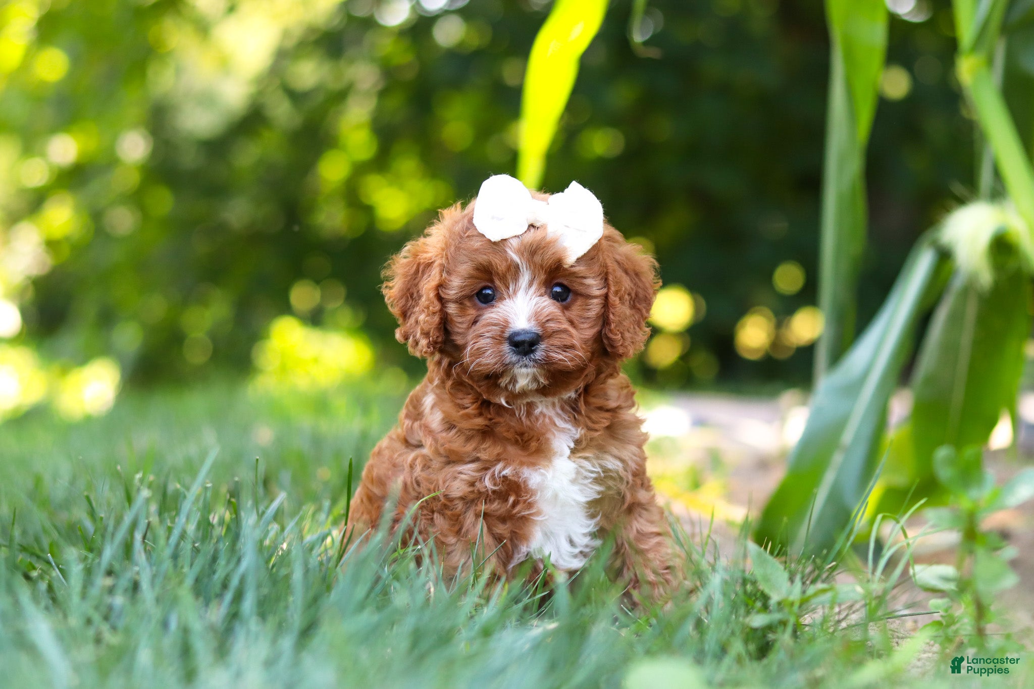 Cavapoo dogs Sky - Ad 1