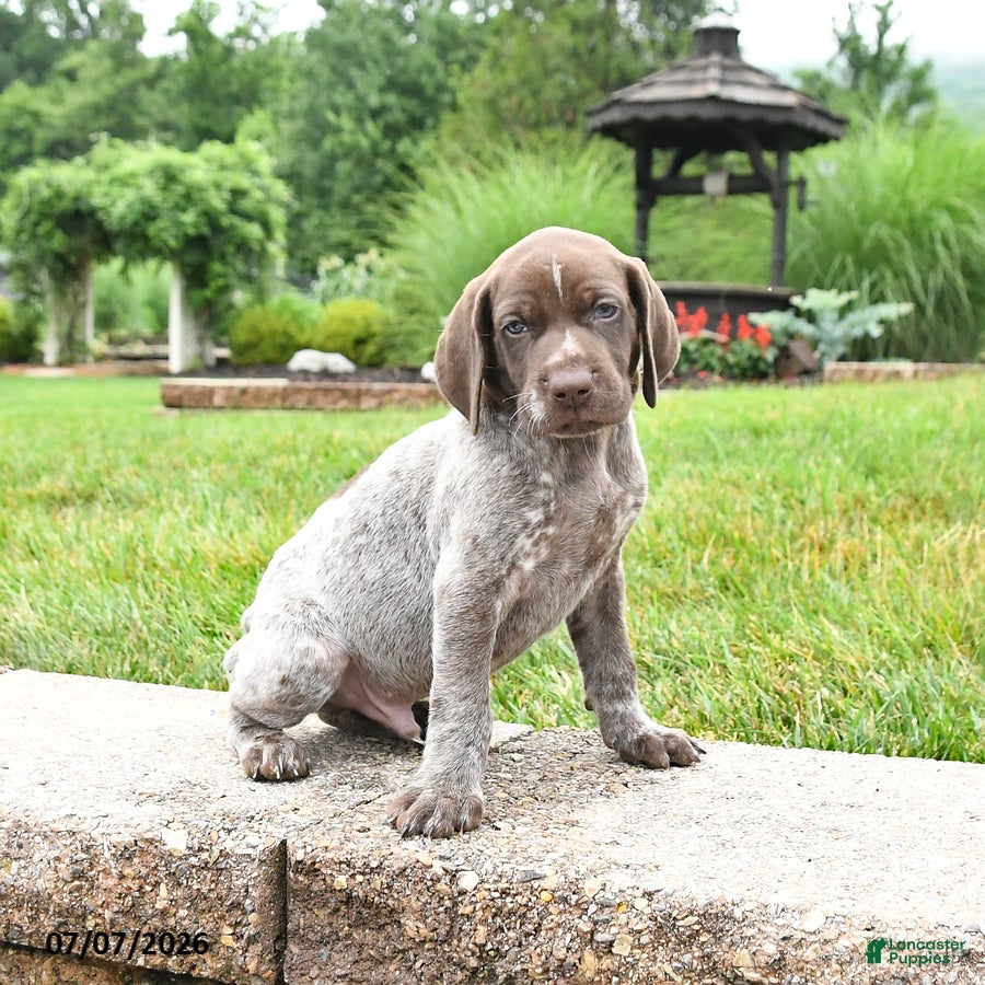 German Shorthaired Pointer dogs Hickory - Ad 1
