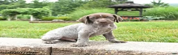 German Shorthaired Pointer dogs for sale: Hickory - Ad 1