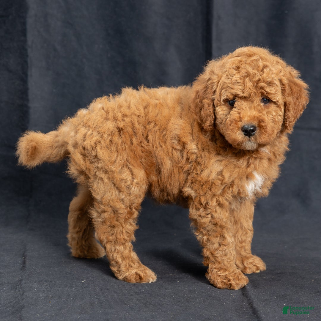 Mini Goldendoodle dogs for sale: Nioami - Ad 3