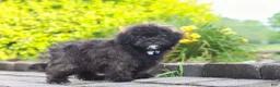 Shihpoo dogs for sale: Troy - Ad 8