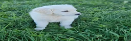 Golden Retriever dogs for sale: Ellie - Ad 3