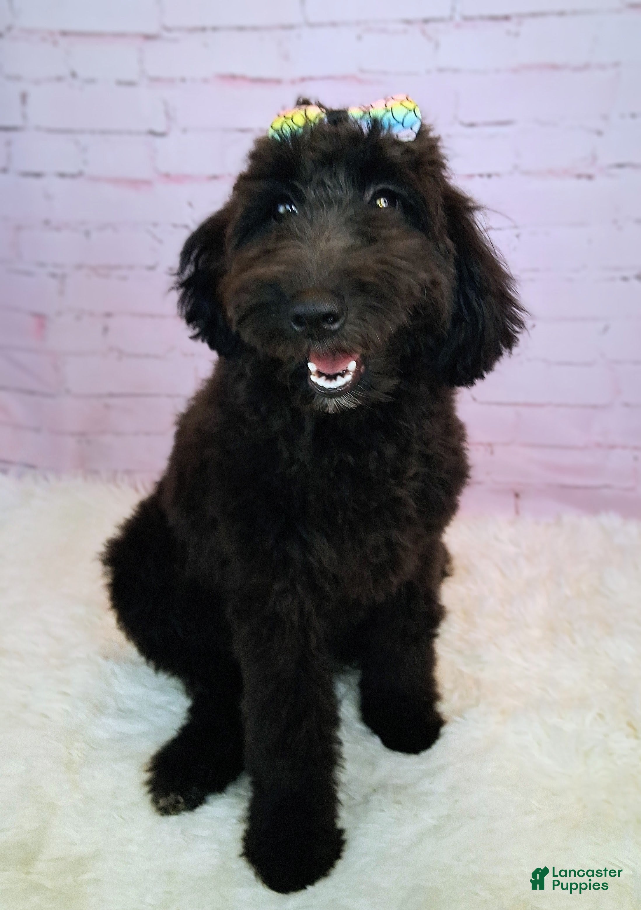 Mixed Breed dogs Bella - Ad 18