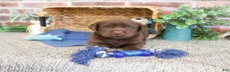 Labrador Retriever dogs for sale: Samuel  - Ad 5