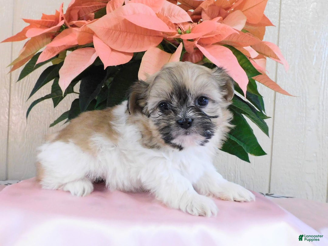 Teddy Bear dogs for sale: Oakley  - Ad 2