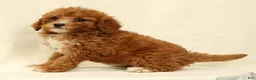 Cavapoo dogs for sale: Carnation - Ad 9