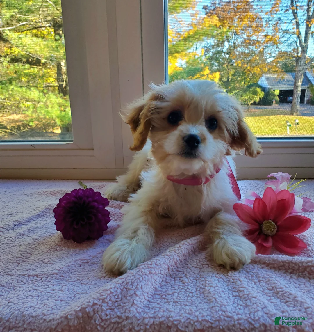 Cavachon dogs for sale: Blizzard - Ad 1