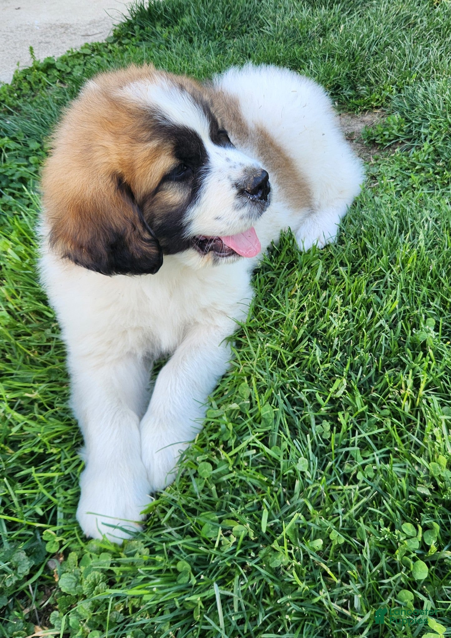 Mixed Breed dogs Teddy - Ad 2