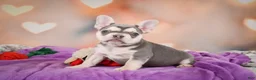 French Bulldog dogs for sale: Sandra - Ad 1