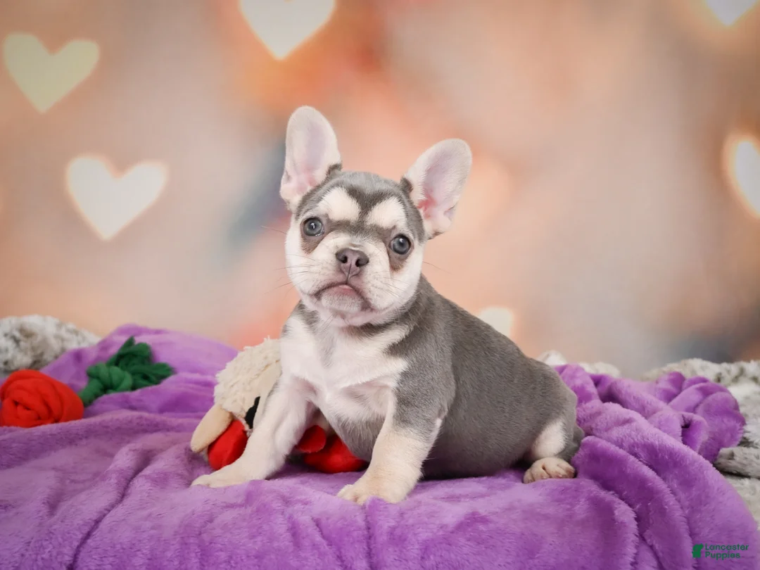 French Bulldog dogs for sale: Sandra - Ad 1