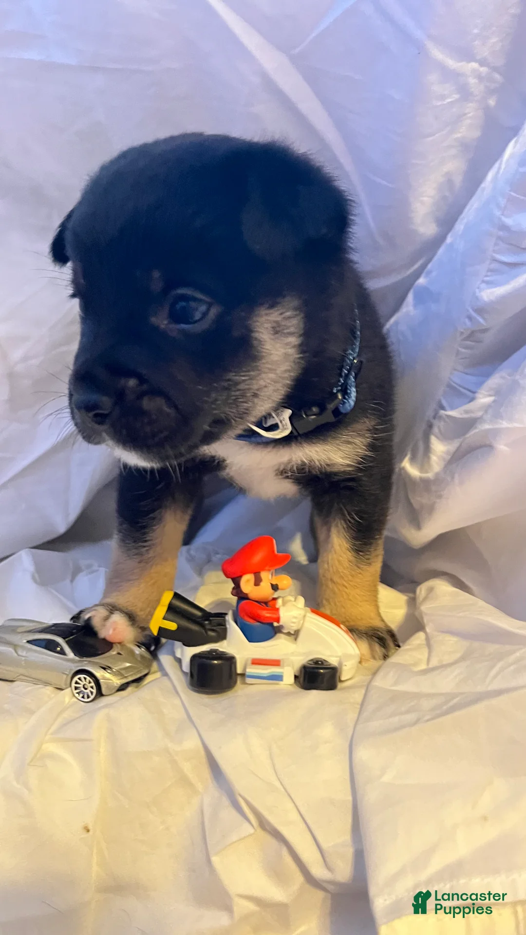 Shiba Inu dogs for sale: Bruno  - Ad 1