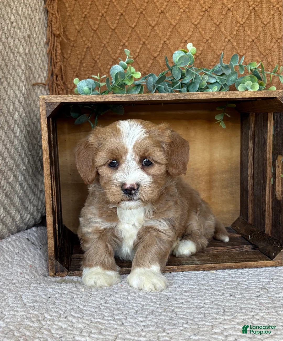 Havanese dogs for sale: Serena  - Ad 1