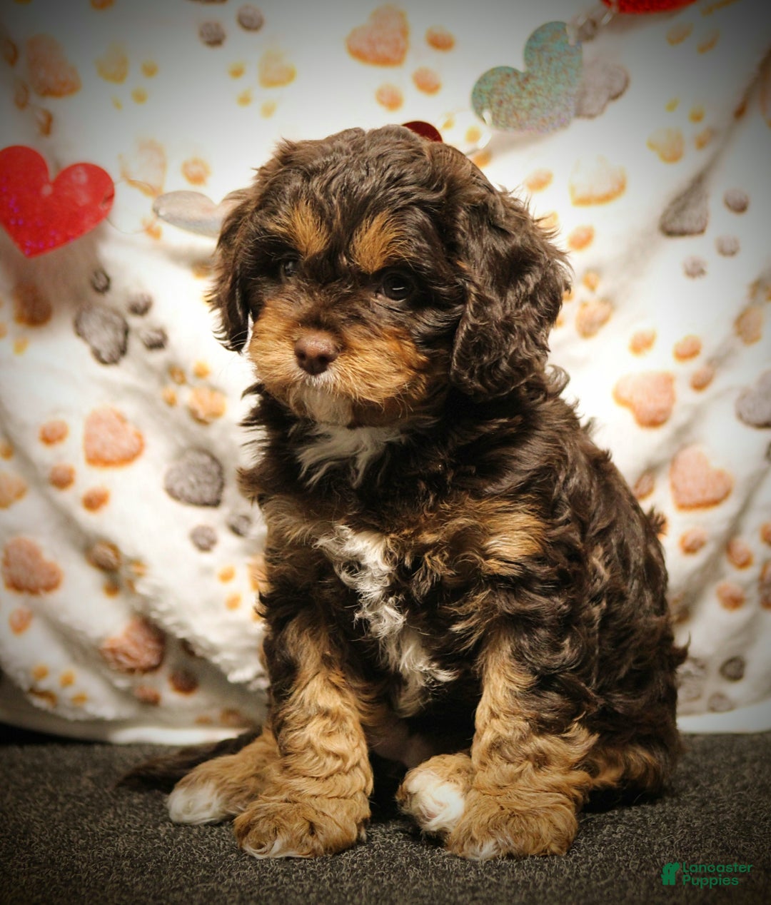 Cavapoo dogs for sale: Tessa - Ad 2