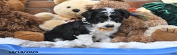 Aussiedoodle dogs for sale: Soda Pop - Ad 3