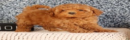 Mini Goldendoodle dogs for sale: Glinda - Ad 9