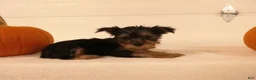 Yorkshire Terrier dogs for sale: Abby  - Ad 5