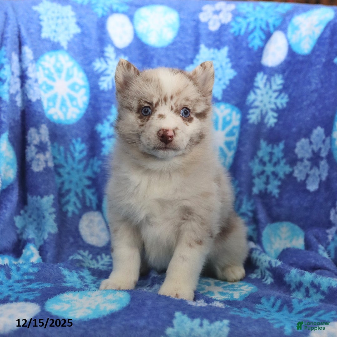 Pomsky dogs for sale: Felicity - Ad 3