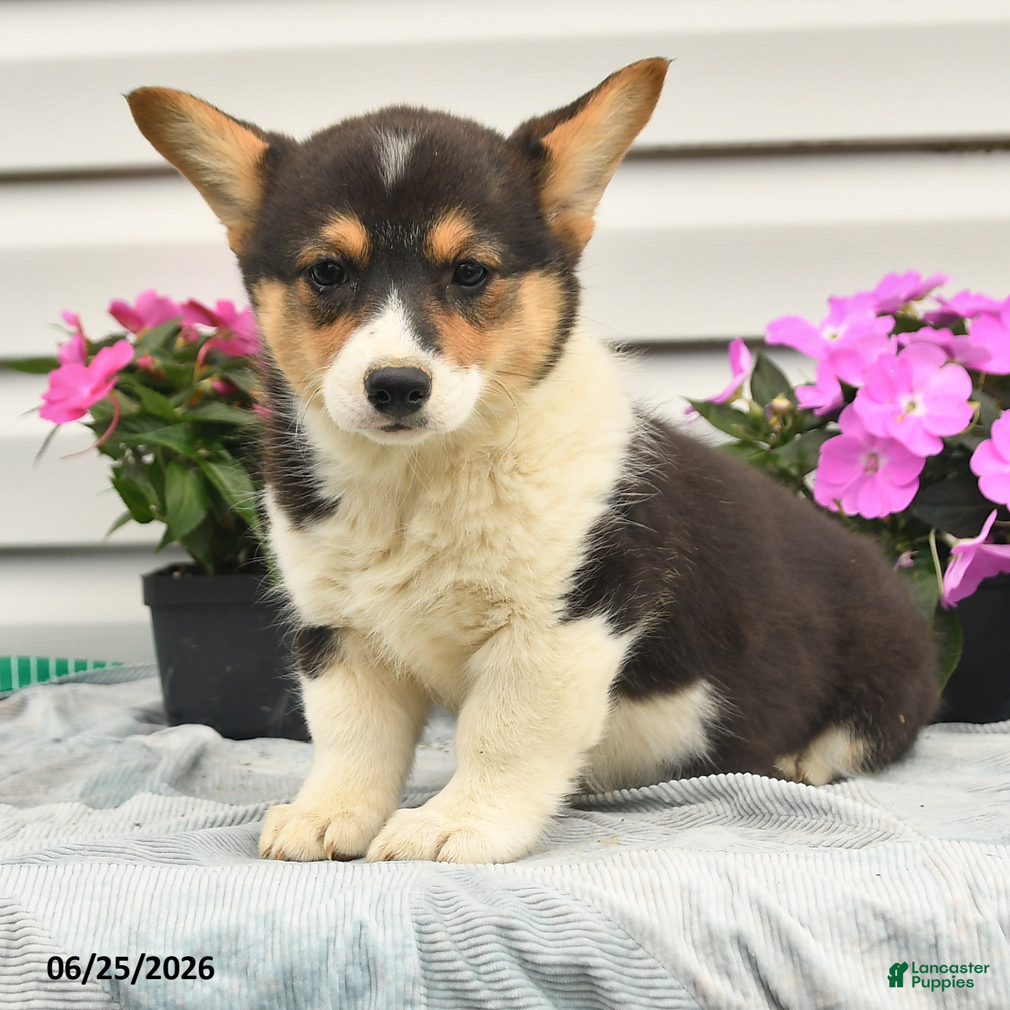 Welsh Corgi Pembroke dogs Ruby - Ad 1