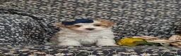 Maltipoo dogs for sale: Jocelyn 6 lbs Full Grown - Ad 9