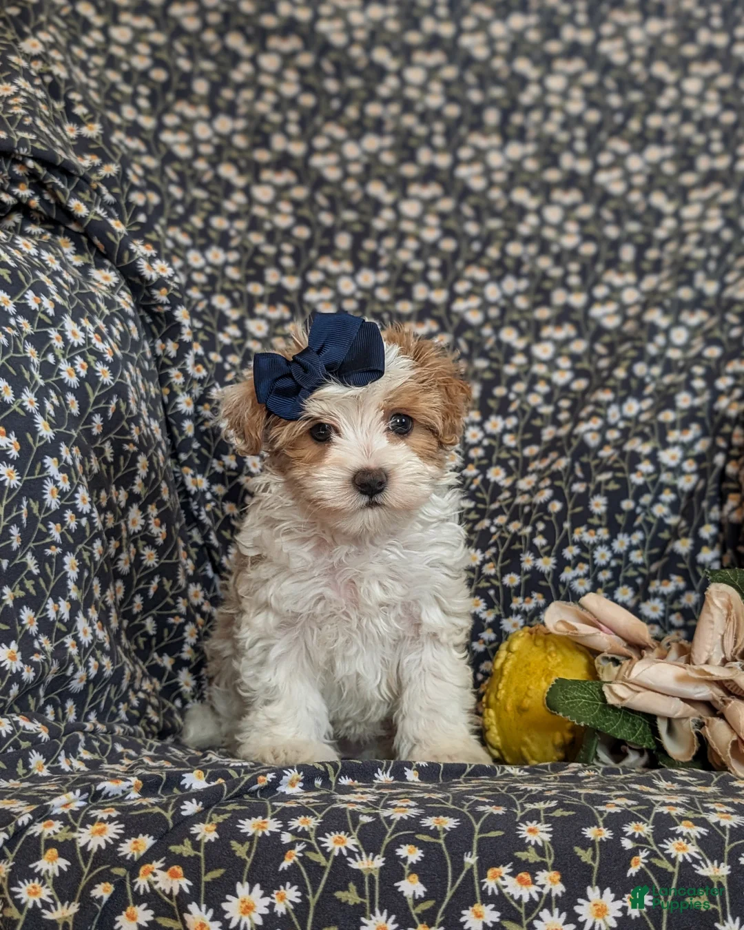 Maltipoo dogs for sale: Jocelyn 6 lbs Full Grown - Ad 9