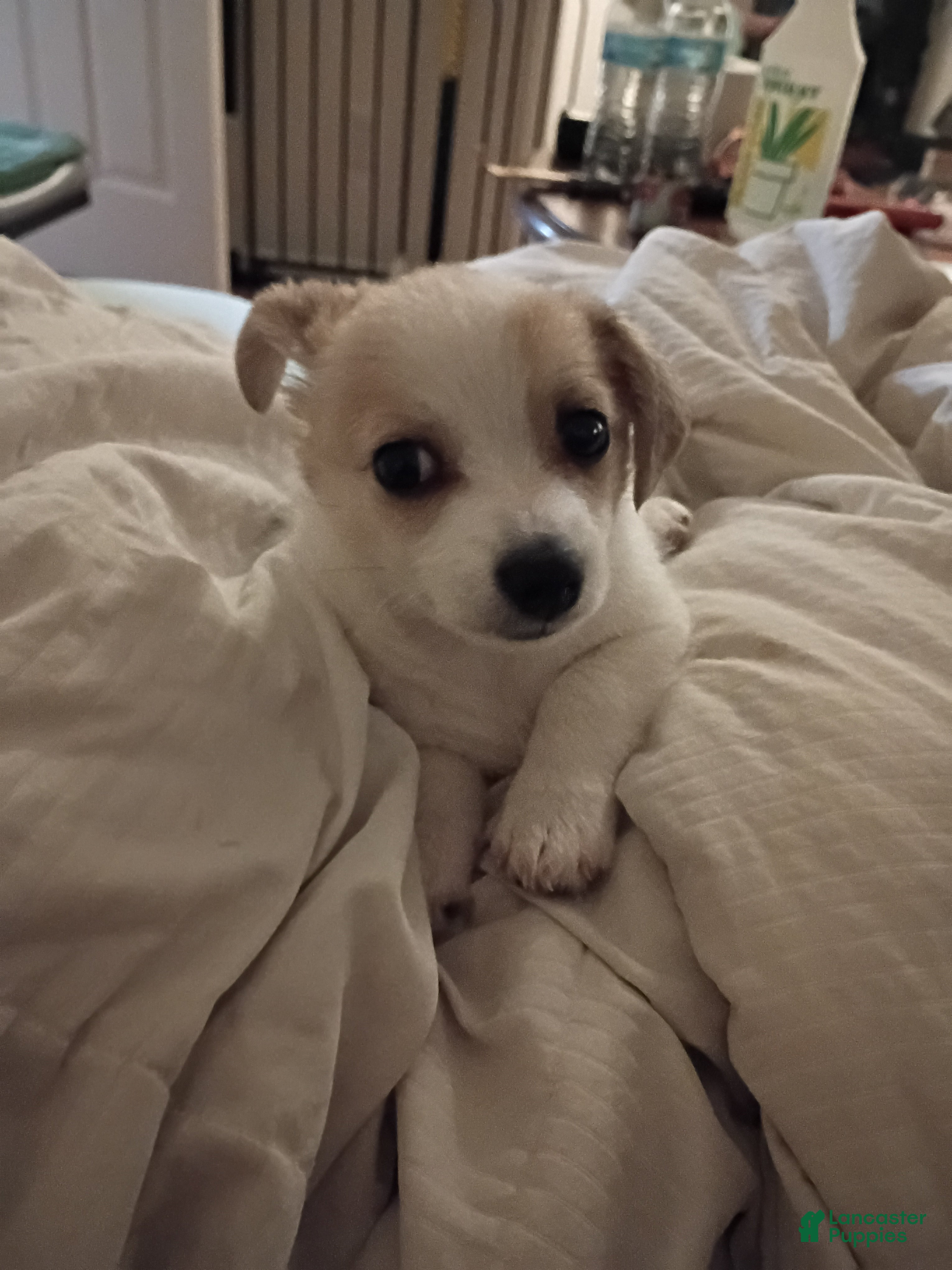 Mixed Breed dogs Mixed Breed 1 - Ad 10