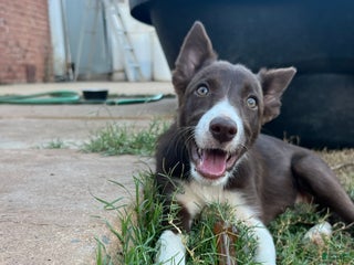 Border Collie dogs - Ad 3