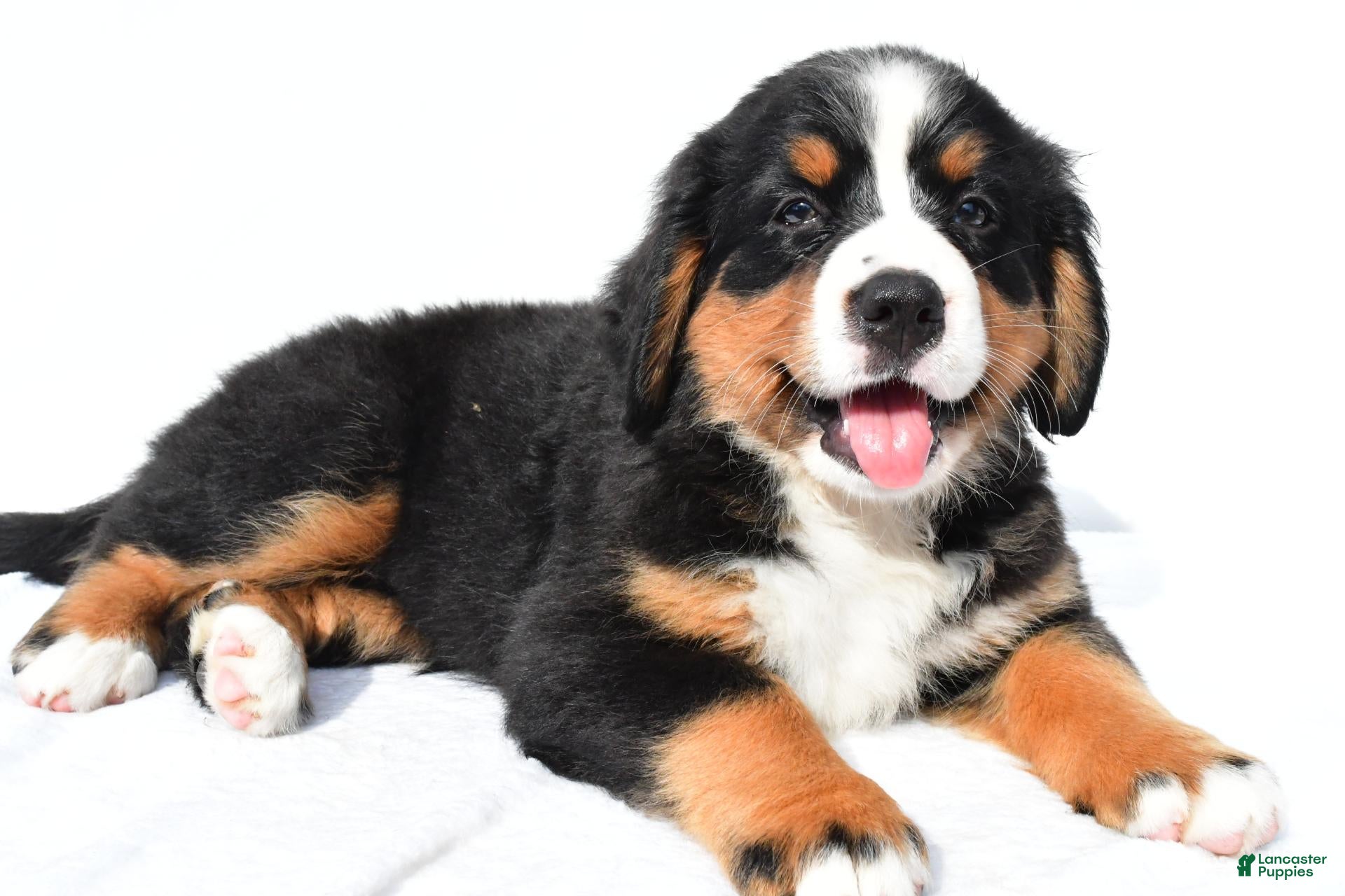 Bernese Mountain Dog dogs Peggy - Ad 1