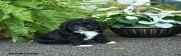 Cockapoo dogs for sale: Crew - Ad 3