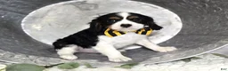 Cavalier King Charles Spaniel dogs for sale: Carter - Ad 1