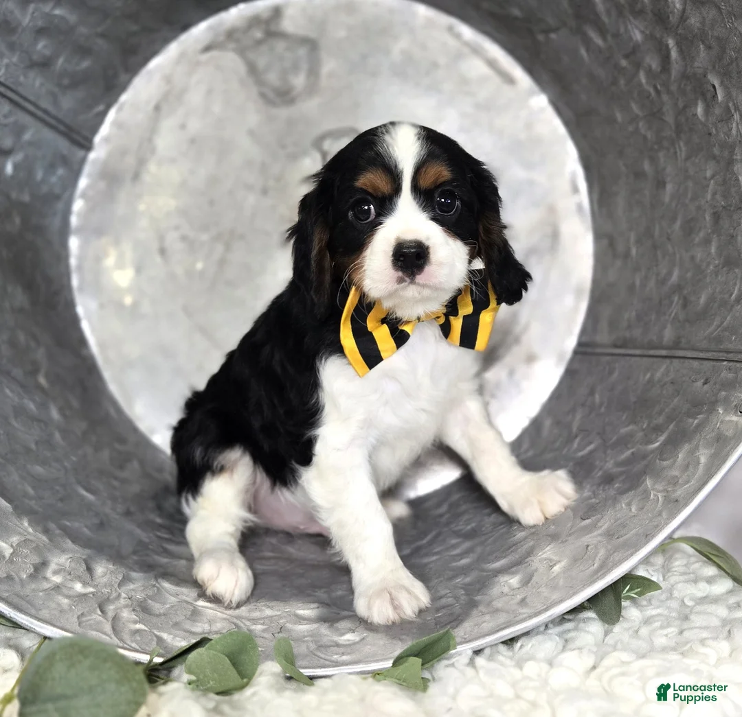 Cavalier King Charles Spaniel dogs for sale: Carter - Ad 1