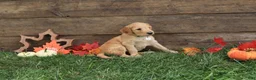 Goldendoodle dogs for sale: Noah - Ad 4