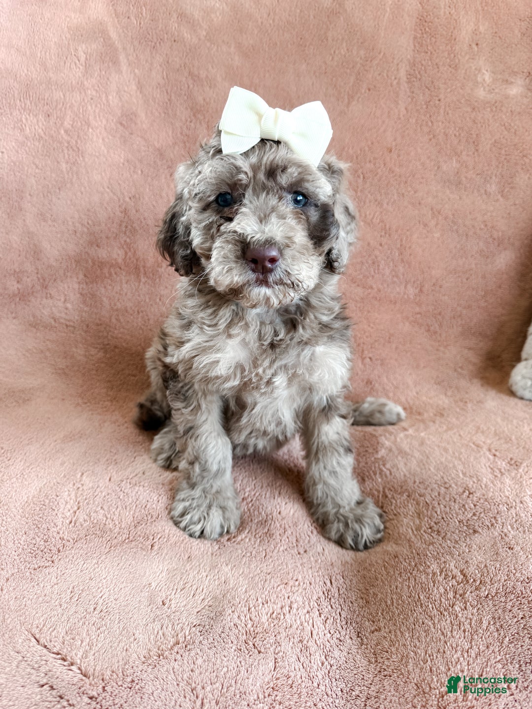 Aussiedoodle dogs for sale: June - Ad 2