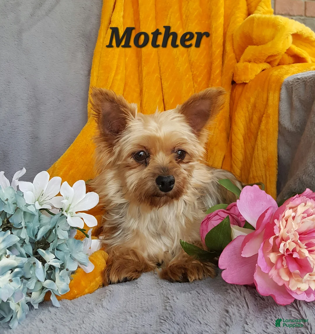 Morkie dogs for sale: Bubbles - Ad 10