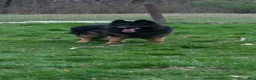 German Shepherd dogs for sale: German Shepherd 1 - Ad 9