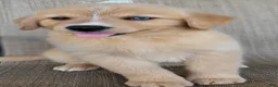 Australian Shepherd dogs for sale: Goldie - Ad 3