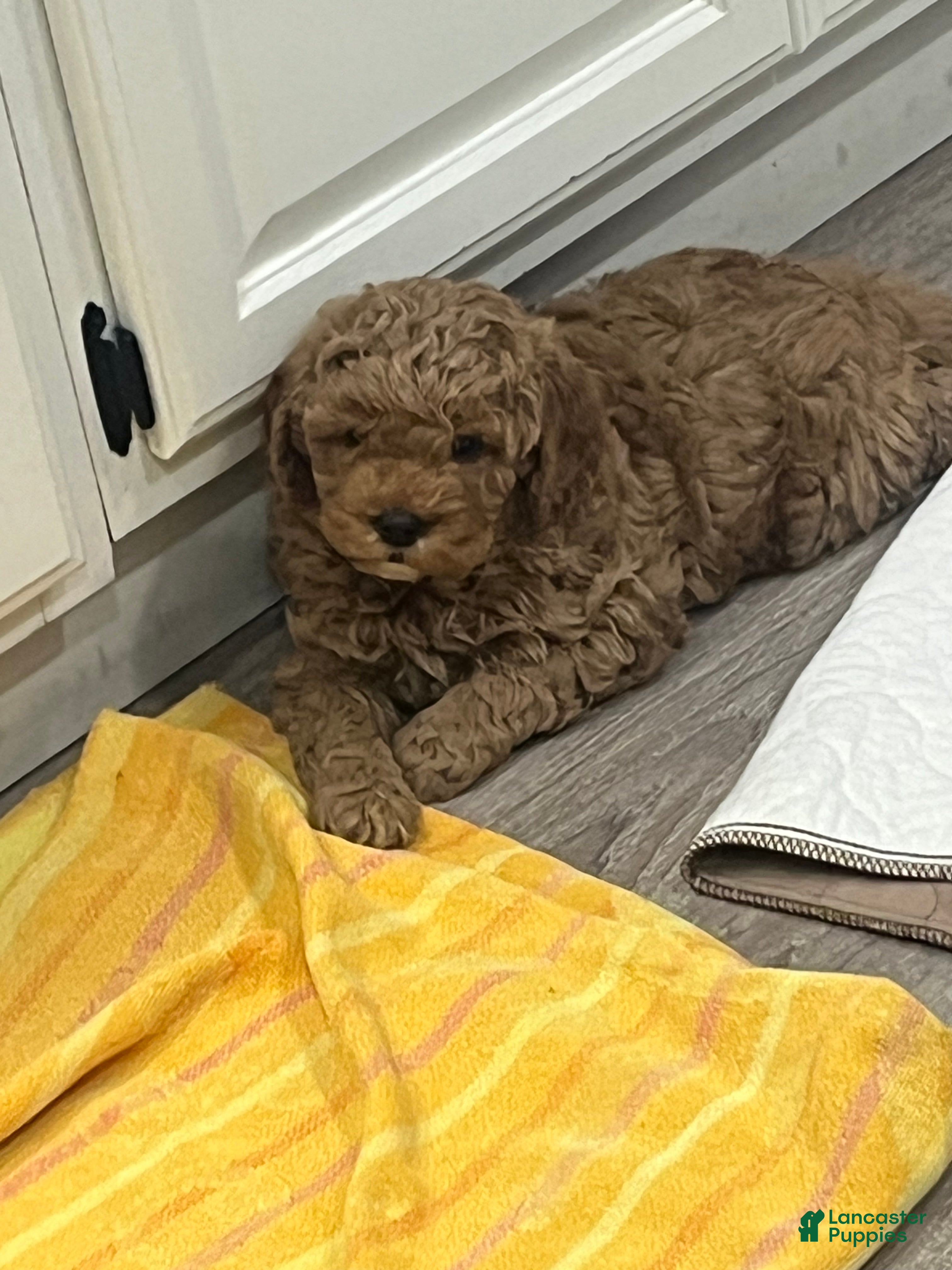 Mini Goldendoodle dogs Maverick - Ad 17