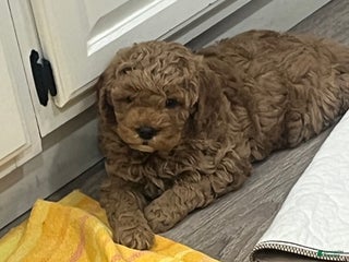 Mini Goldendoodle dogs Maverick - Ad 41