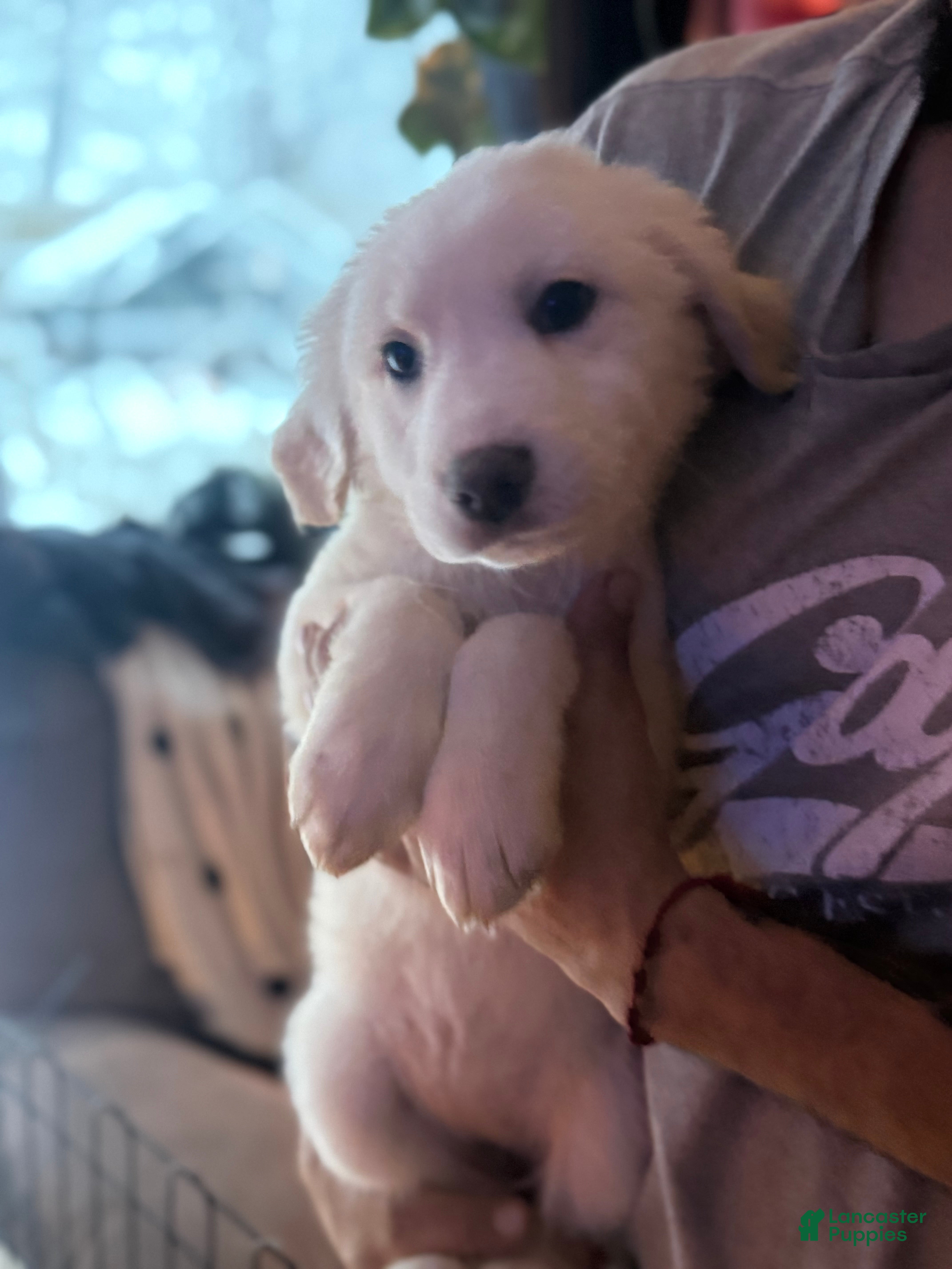 Great Pyrenees dogs Great Pyrenees Puppy 1 - Ad 38