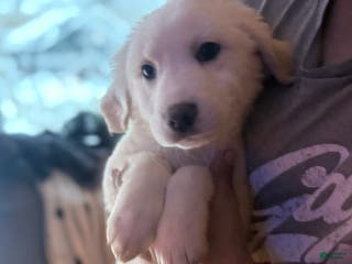 Great Pyrenees dogs Great Pyrenees Puppy 1 - Ad 37