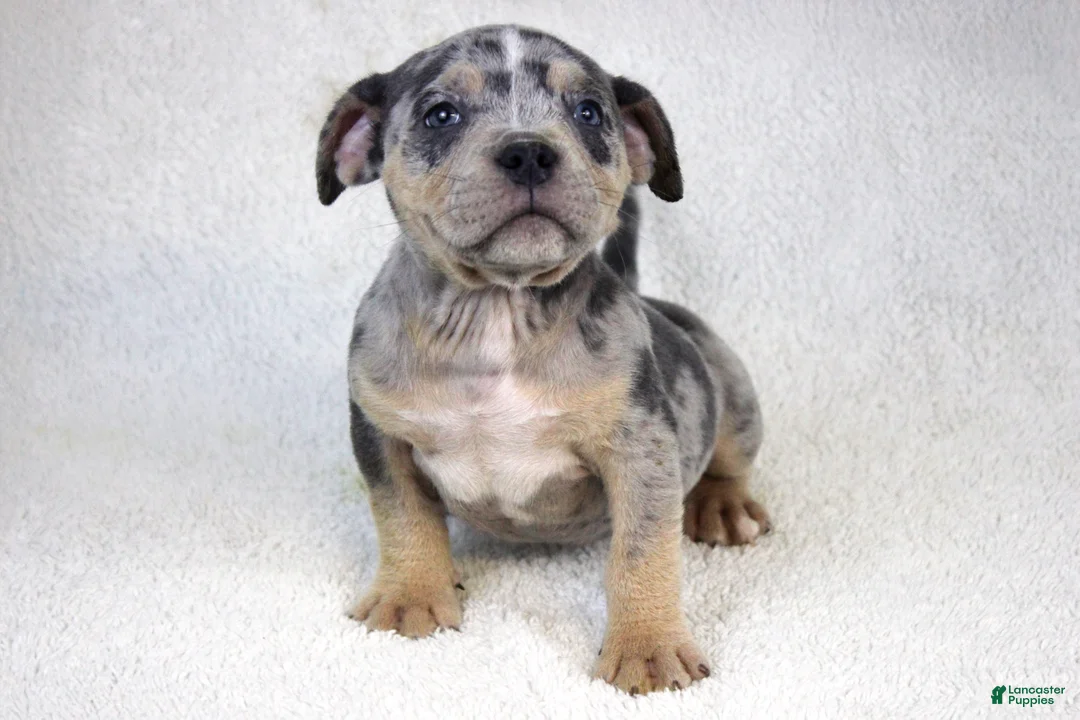 American Bully dogs for sale: Blue Tri Merle Female - Ad 3