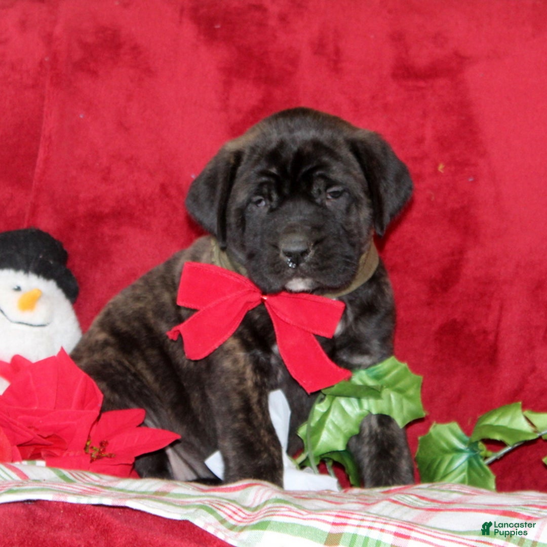 English Mastiff dogs for sale: Tessa  - Ad 3