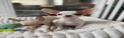 Chihuahua dogs for sale: ✨CKC Saint✨ - Ad 3