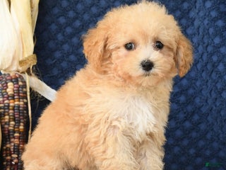 Havapoo dogs - Ad 23
