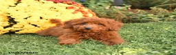 Miniature Poodle dogs for sale: Chase - Ad 4