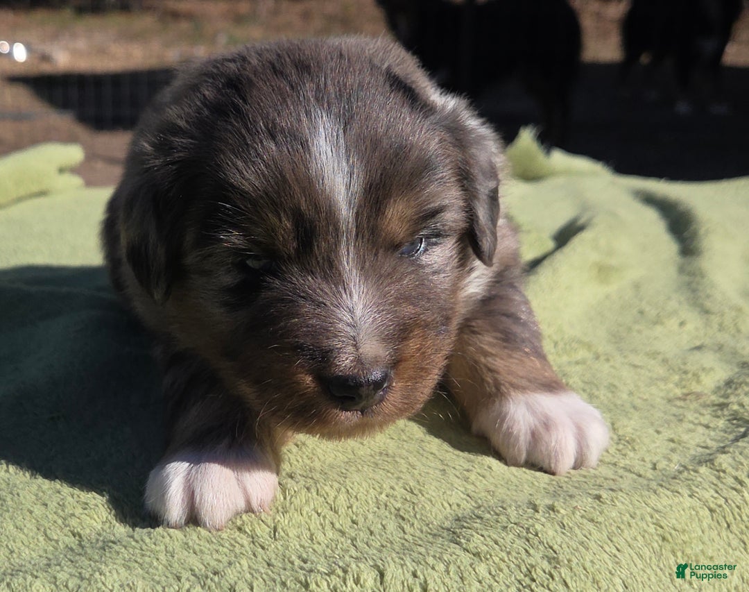 Australian Shepherd dogs for sale: Nate - Ad 3