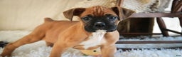 Boxer dogs for sale: Stella - Ad 3