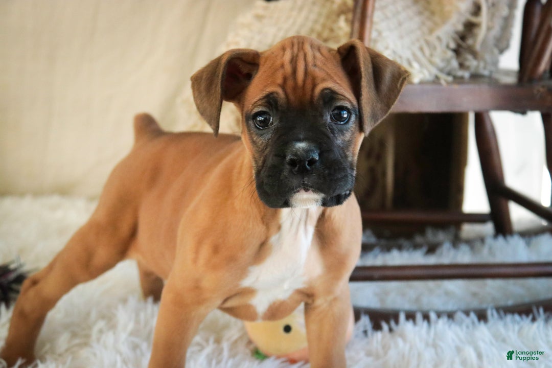 Boxer dogs for sale: Stella - Ad 3