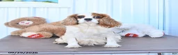 Cavapoo dogs for sale: Bella Mia - Ad 6