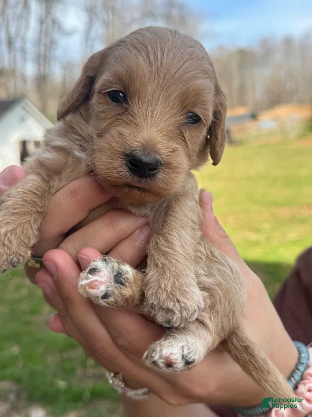 Mini Goldendoodle dogs for sale: Mini Goldendoodle Puppy 3 - Ad 1
