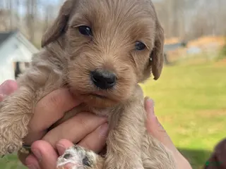 Mini Goldendoodle dogs Mini Goldendoodle Puppy 3 - Ad 22